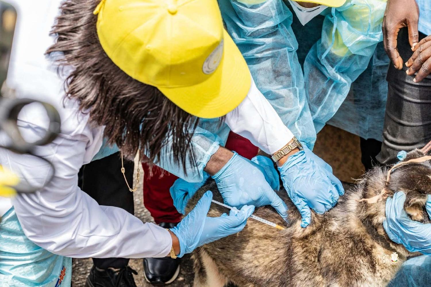 Guinée : 500 000 chiens ciblés par une vaste campagne de vaccination gratuite contre la rage